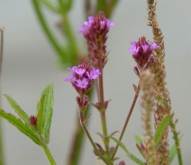 Verbena litoralis