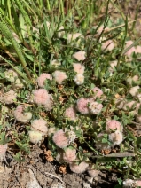Trifolium tomentosum