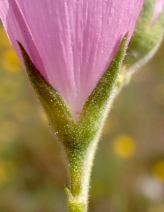 Sidalcea hartwegii