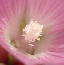 Sidalcea hartwegii