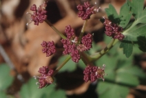Tauschia glauca