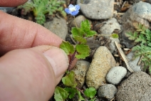 Veronica persica