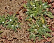 Plagiobothrys collinus var. fulvescens