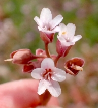 Claytonia exigua ssp. exigua