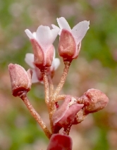 Claytonia exigua ssp. exigua