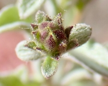 Lessingia tenuis