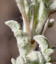 Lessingia tenuis