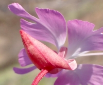Clarkia breweri