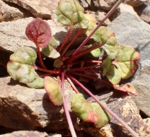 Eriogonum covilleanum