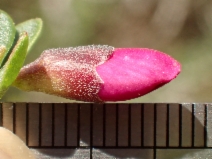 Pickeringia montana var. montana