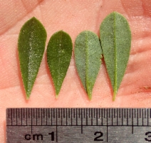 Pickeringia montana var. montana