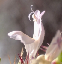 Acanthomintha lanceolata