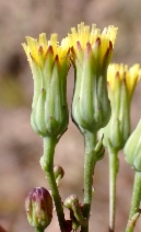 Malacothrix clevelandii