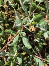 Eriogonum umbellatum var. bahiiforme