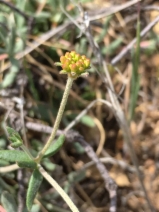 Eriogonum umbellatum var. bahiiforme