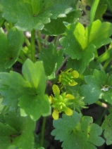 Ranunculus muricatus