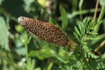 Equisetum telmateia ssp. braunii