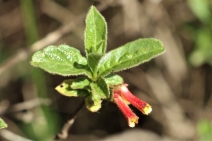 Lonicera involucrata var. ledebourii