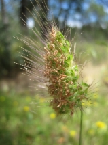 Cynosurus echinatus
