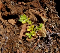 Polycarpon depressum