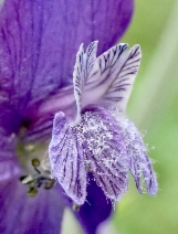 Delphinium patens