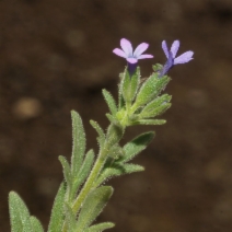 Allophyllum divaricatum