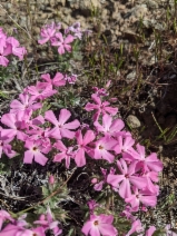 Phlox hirsuta