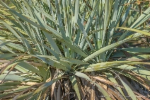 Nolina interrata