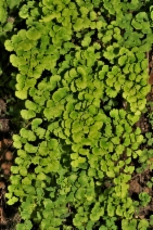 Adiantum jordanii