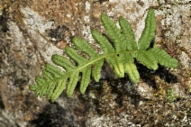 Polypodium calirhiza