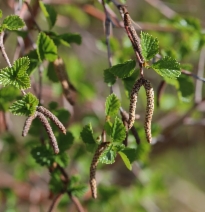 Betula occidentalis