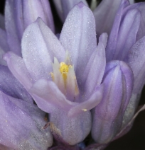 Dipterostemon capitatus ssp. capitatus [Dichelostemma capitatum ssp. capitatum]