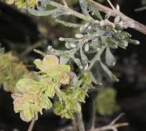 Grayia spinosa