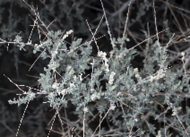 Atriplex polycarpa