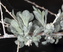 Atriplex polycarpa