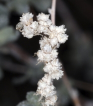 Atriplex polycarpa