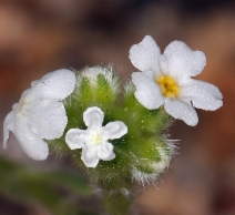 Cryptantha pterocarya