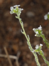 Cryptantha pterocarya