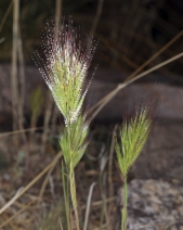 Bromus madritensis