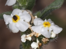 Cryptantha oxygona