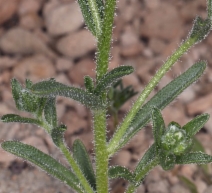 Cryptantha oxygona