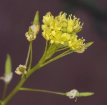 Descurainia pinnata
