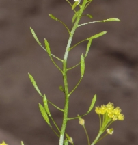 Descurainia pinnata