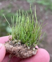 Pilularia americana