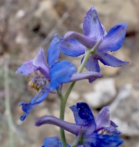 Delphinium parryi ssp. parryi