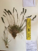 Poa bulbosa ssp. vivipara