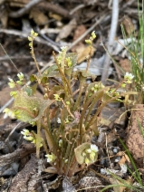 Claytonia exigua ssp. glauca