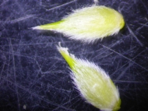 Phalaris lemmonii