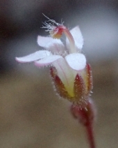 Nemacladus secundiflorus var. robbinsii