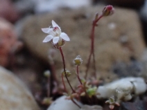 Nemacladus secundiflorus var. robbinsii